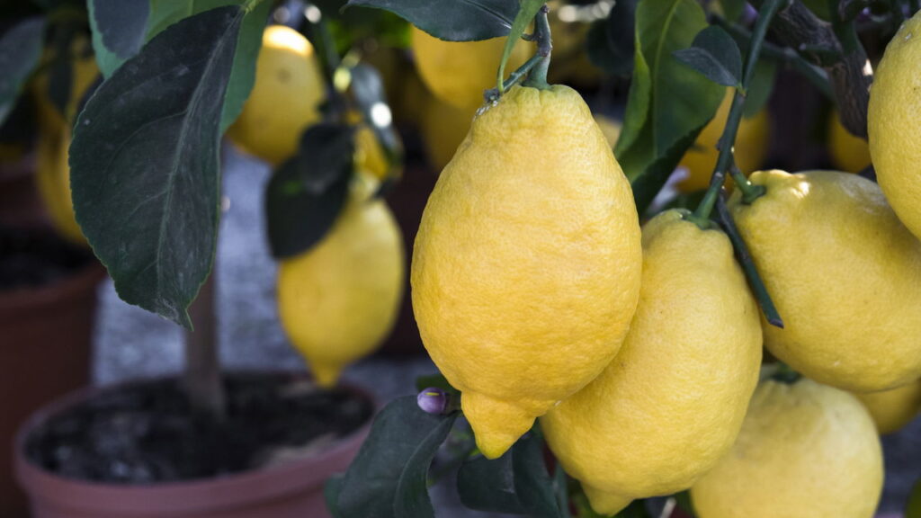 Plantar limão em xícara é a forma mais fácil de ter frutas em casa