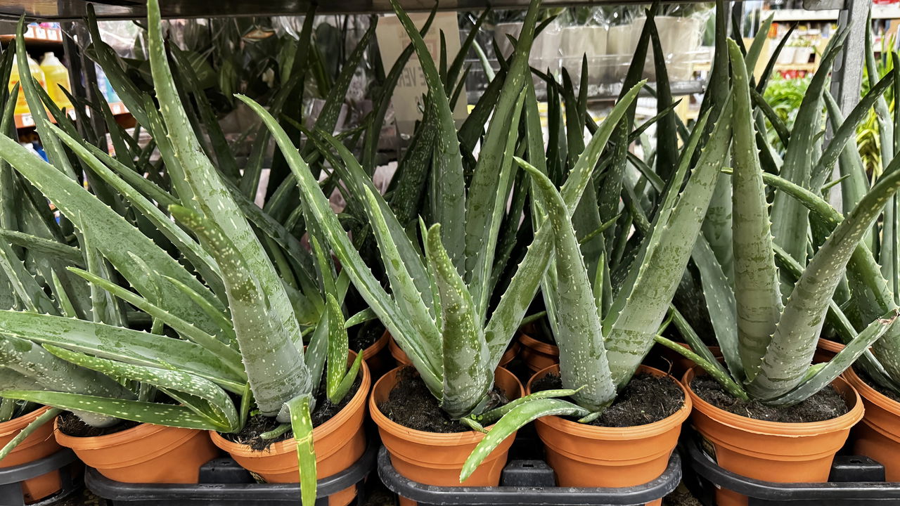 O detalhe sobre a babosa que vai mudar sua rotina de cuidados pessoais