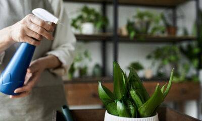 A planta medicinal que cura e você pode cultivar em casa