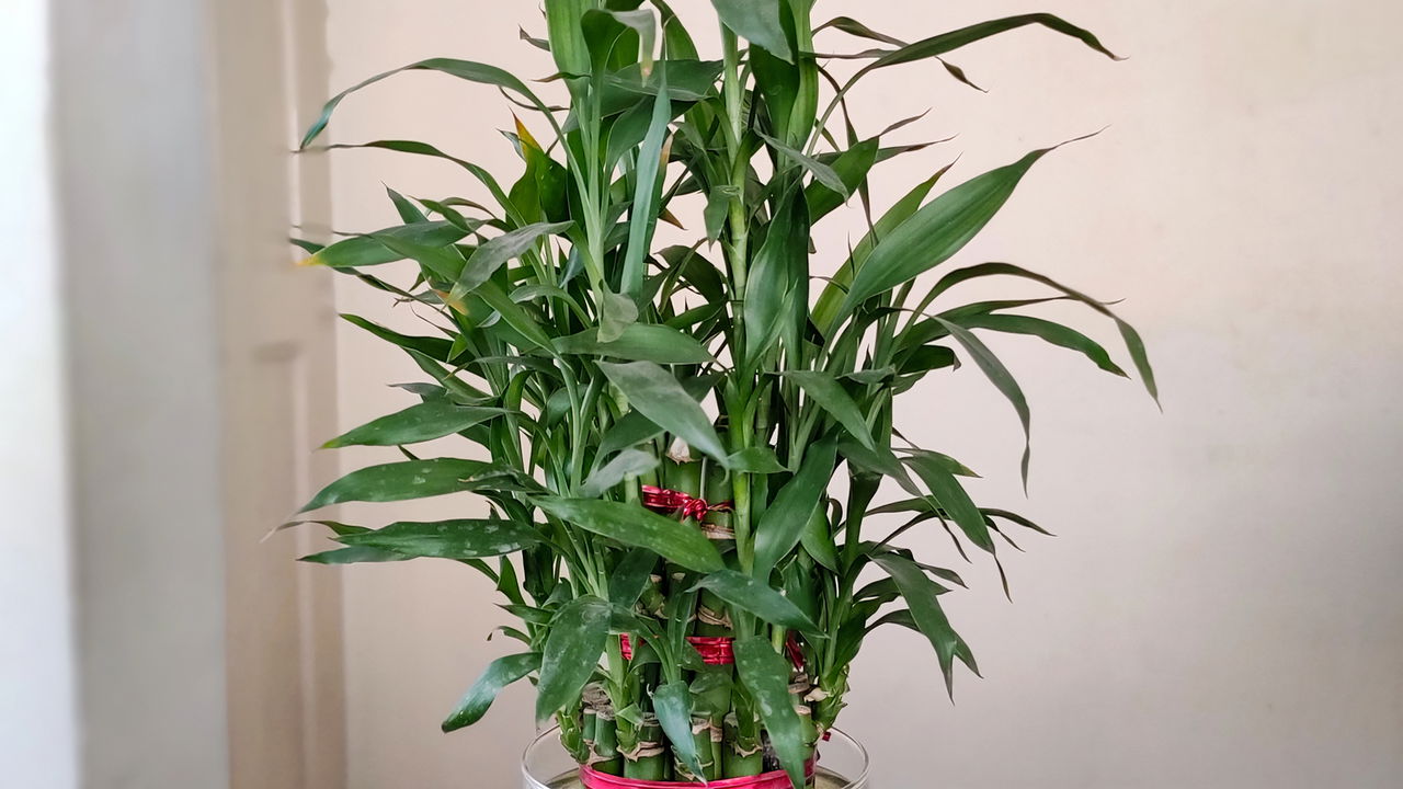 5 plantas com simbolismo para trazer paz e prosperidade ao lar