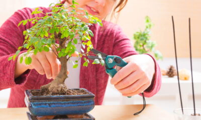 Aprenda a técnica milenar para criar seu próprio bonsai!