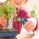 Aprenda a técnica milenar para criar seu próprio bonsai!