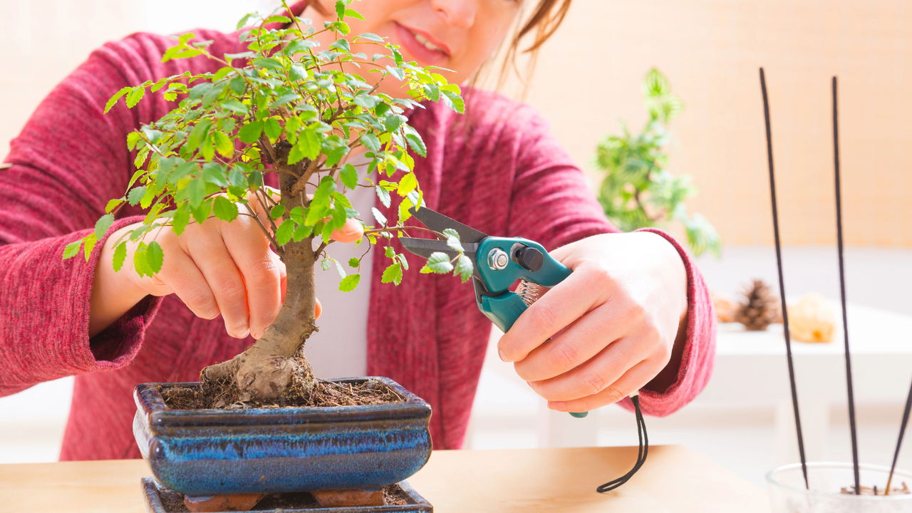Aprenda a técnica milenar para criar seu próprio bonsai!
