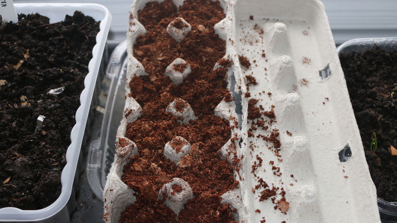 3 formas incríveis de usar cartelas de ovos no seu jardim