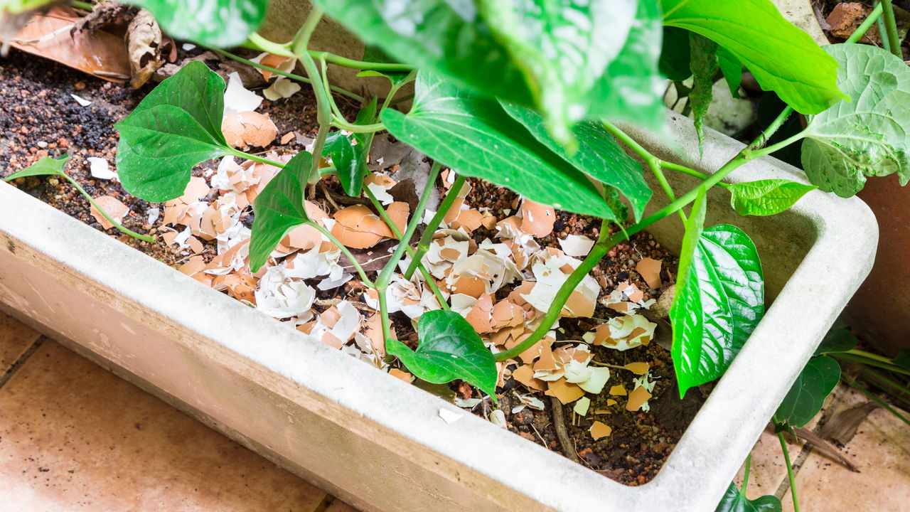 Cascas de ovos viram ouro para o seu jardim e plantas