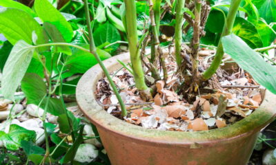 Casca de ovo nas plantas funciona ou é mito no jardim doméstico?