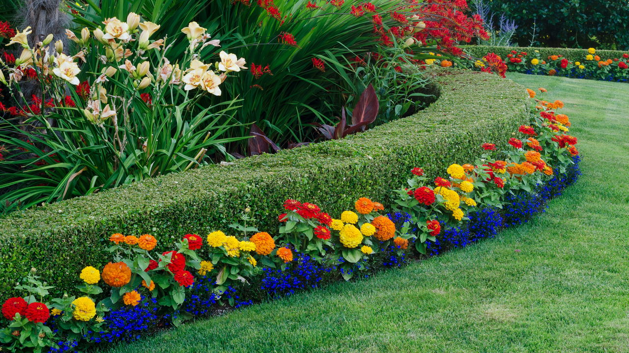 Como a cerca viva pode transformar seu jardim para sempre