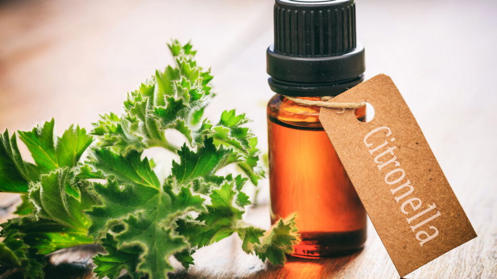 Mosquitos longe de casa com essa planta secreta que funciona mesmo