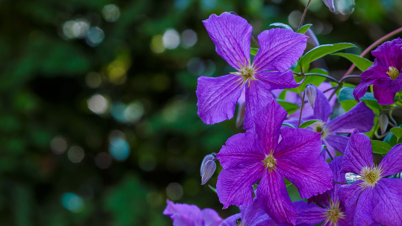 Clematite, a planta que cresce sozinha e transforma qualquer ambiente!