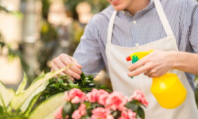 Essa mistura caseira afasta pragas sem prejudicar a planta
