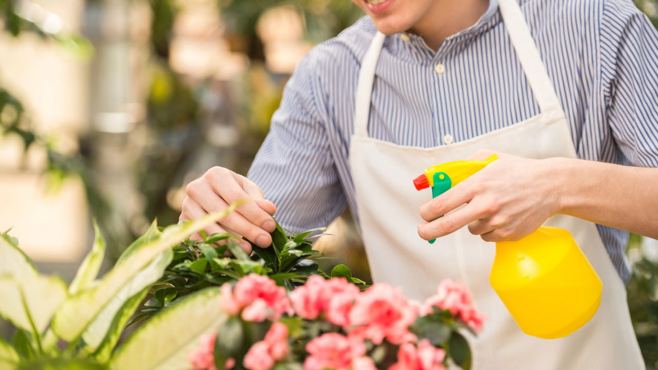 Essa mistura caseira afasta pragas sem prejudicar a planta