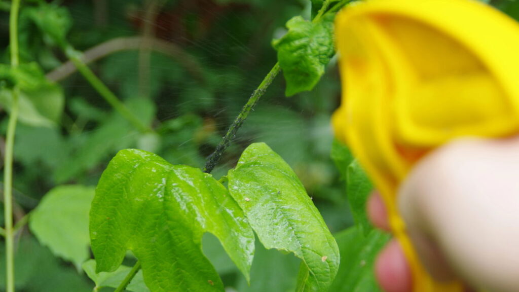 Essa mistura caseira afasta pragas sem prejudicar a planta