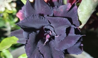 Conheça os tipos de rosa do deserto e a rara "black swan" que vale ouro no jardim