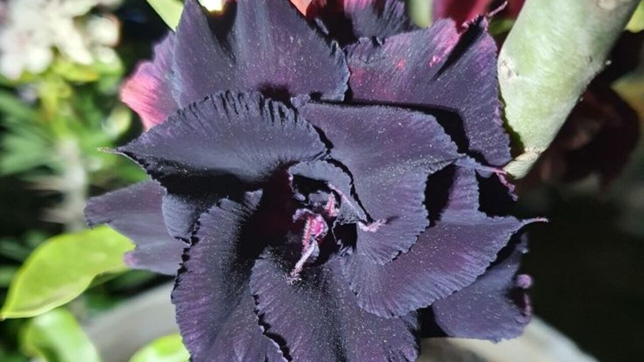 Conheça os tipos de rosa do deserto e a rara "black swan" que vale ouro no jardim