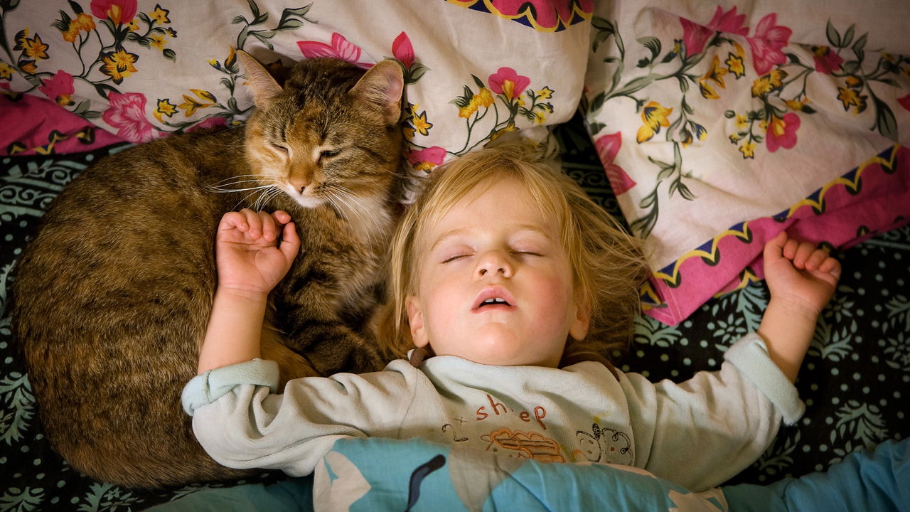 Cresce o número de pessoas que dormem com pets, mas especialistas alertam