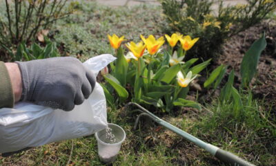 Erro comum ao fertilizar pode matar suas plantas sem aviso