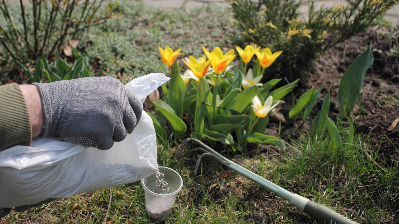 Erro comum ao fertilizar pode matar suas plantas sem aviso