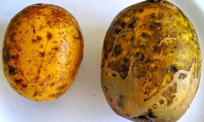 Cajá-manga: fruta tropical que se adapta a diferentes tipos de solo