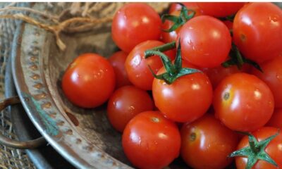 Tomate: funcional na prevenção do câncer e no controle do diabetes