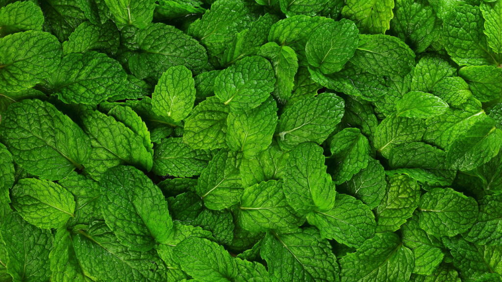 Folha poderosa alivia queimação e protege o estômago