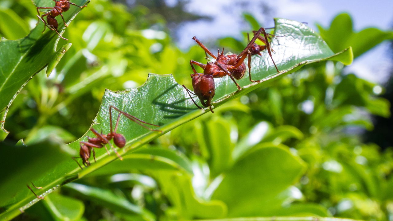 Formigas nas plantas! Os segredos do combate natural que funcionam de verdade!
