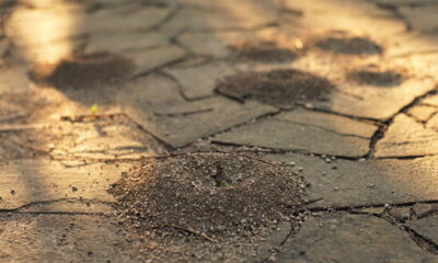 Receita natural elimina formigueiros sem agredir o solo