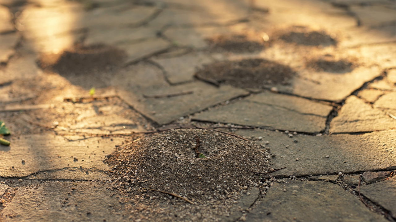 Receita natural elimina formigueiros sem agredir o solo