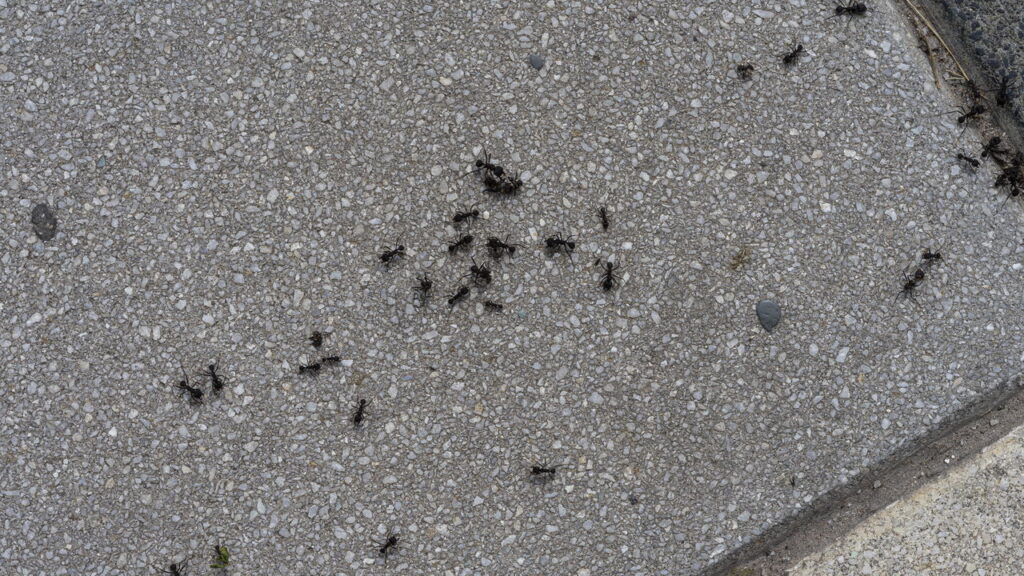 Receita natural elimina formigueiros sem agredir o solo