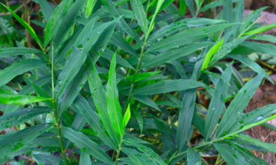 Essa raiz acelera o metabolismo e afasta gripes e infecções