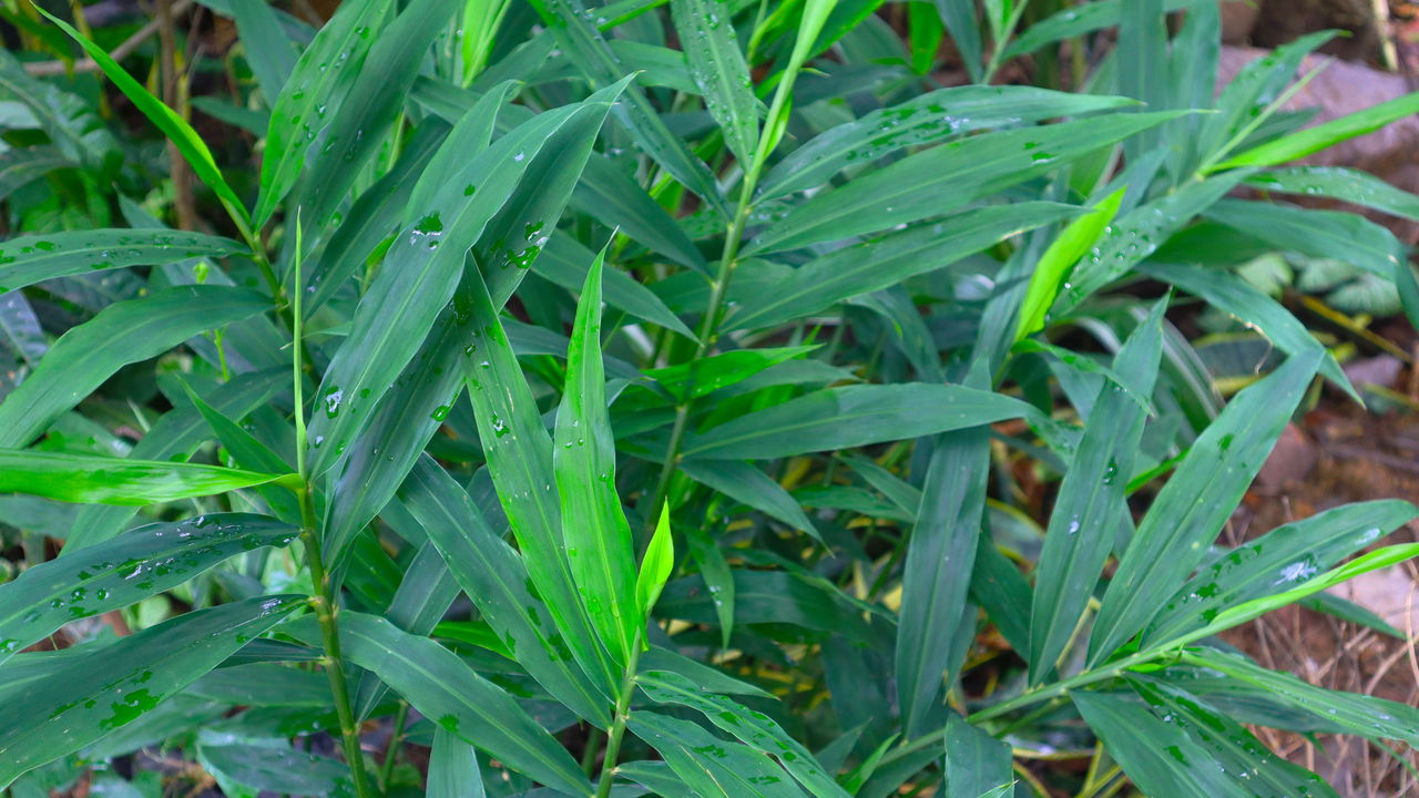 Essa raiz acelera o metabolismo e afasta gripes e infecções