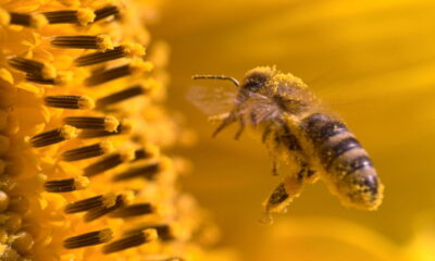 A flor que atrai abelhas e turbina sua horta naturalmente