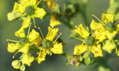 Planta que espanta formigas e pulgões com apenas o cheiro