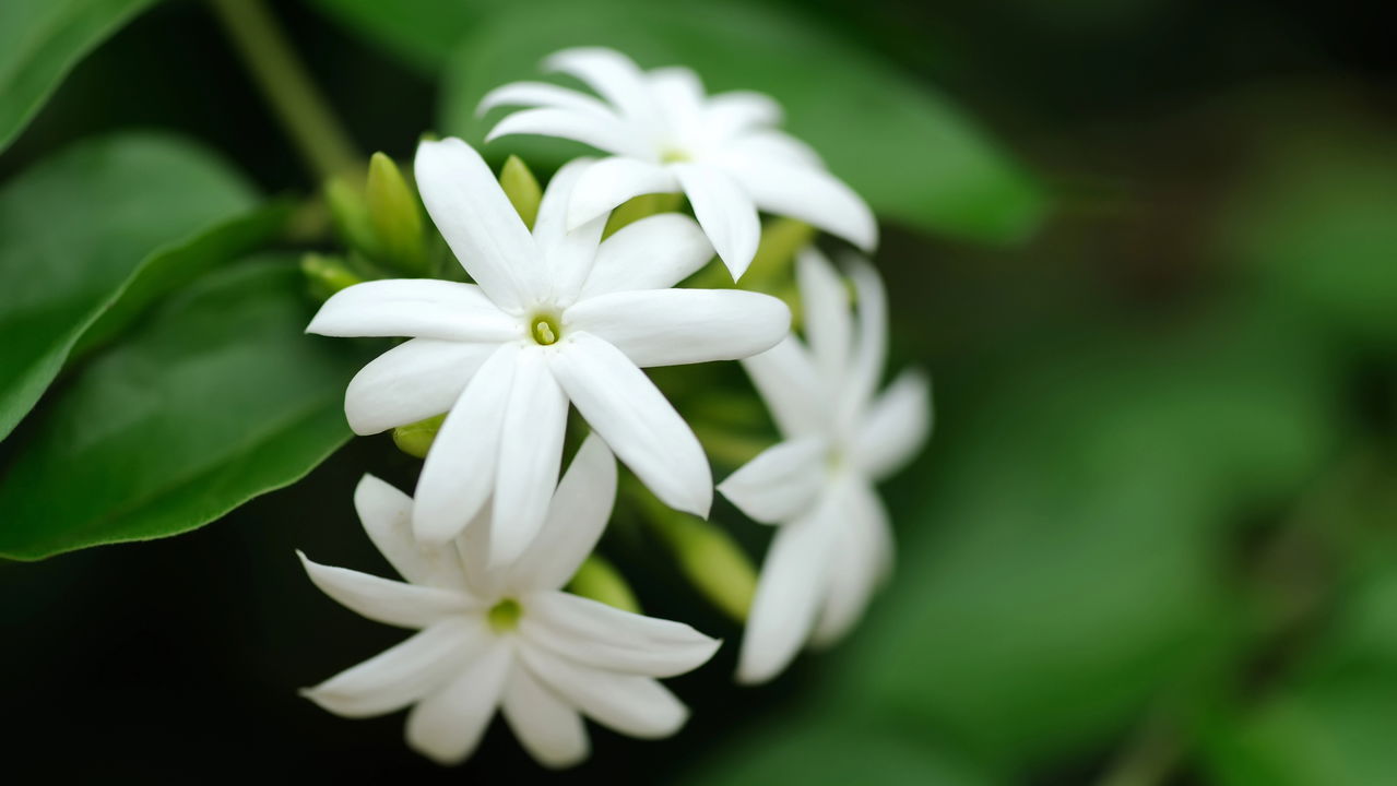 Essas plantas ajudam no sono e ainda deixam perfume no ar