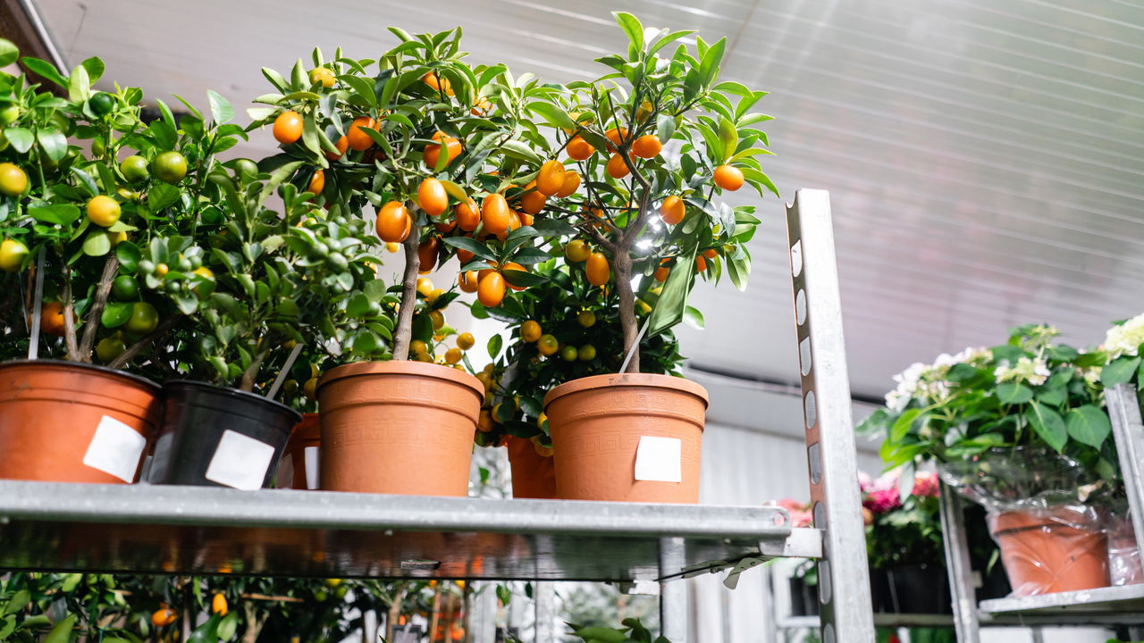 Estas 5 árvores frutíferas são ideais para espaços pequenos