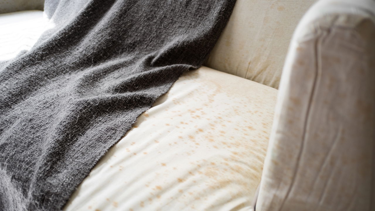 O melhor método para eliminar mofo e cheiro de umidade