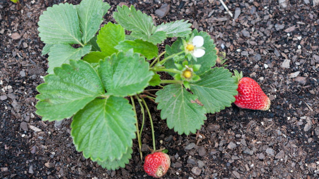As plantas que você deve plantar em junho para colher no inverno
