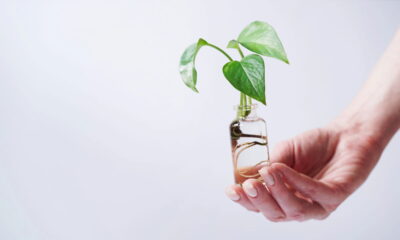 Conheça a técnica para criar novas mudas de plantas com galhos