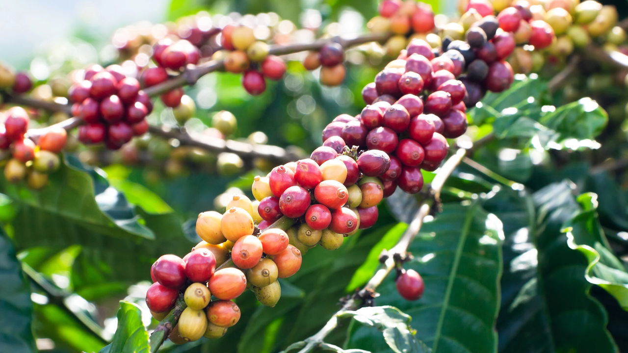 Chega de surto com o café! Plante o seu e garanta a xícara do futuro