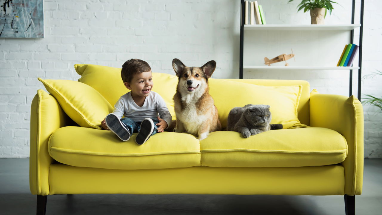 Truque que acaba com pelos de animais espalhados pela casa