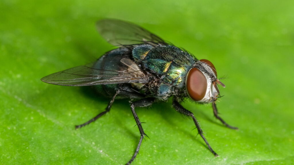 Como acabar com moscas em casa com soluções simples que realmente ajudam no dia a dia