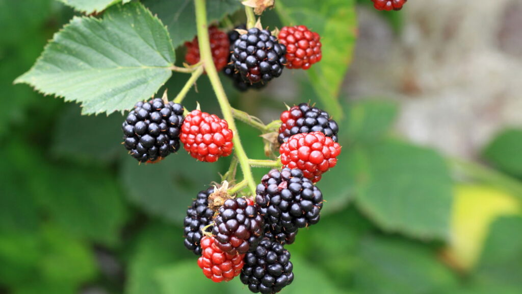 Veja como plantar frutas em casa com truques simples