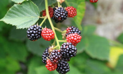 Veja como plantar frutas em casa com truques simples