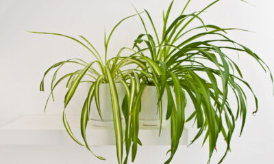 Iniciantes na jardinagem! A planta-aranha é sua melhor escolha para começar!