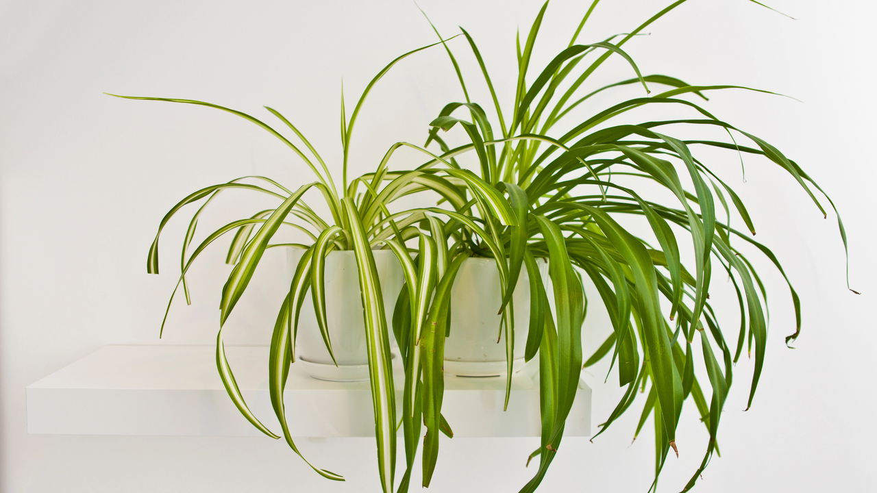 Iniciantes na jardinagem! A planta-aranha é sua melhor escolha para começar!