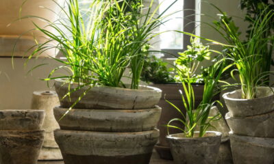 Plantas que atraem baratas podem estar dentro da sua casa agora