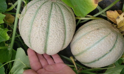 Frutas de crescimento rápido que você pode plantar agora mesmo