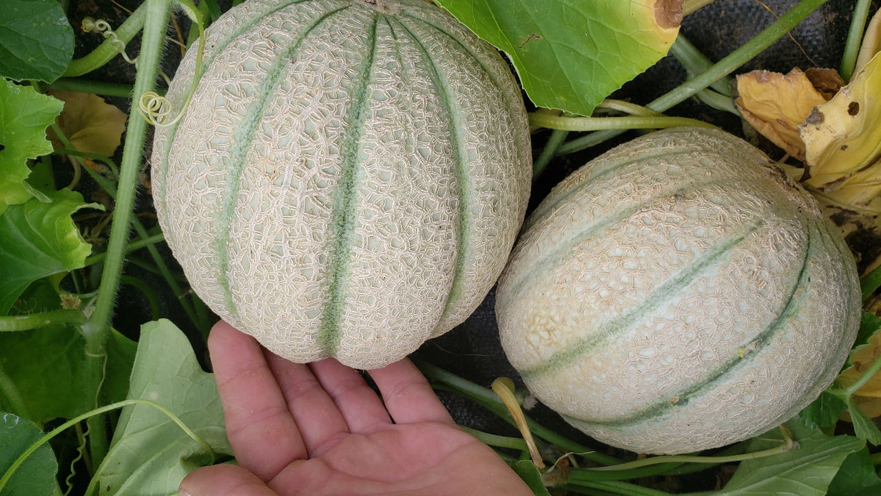 Frutas de crescimento rápido que você pode plantar agora mesmo