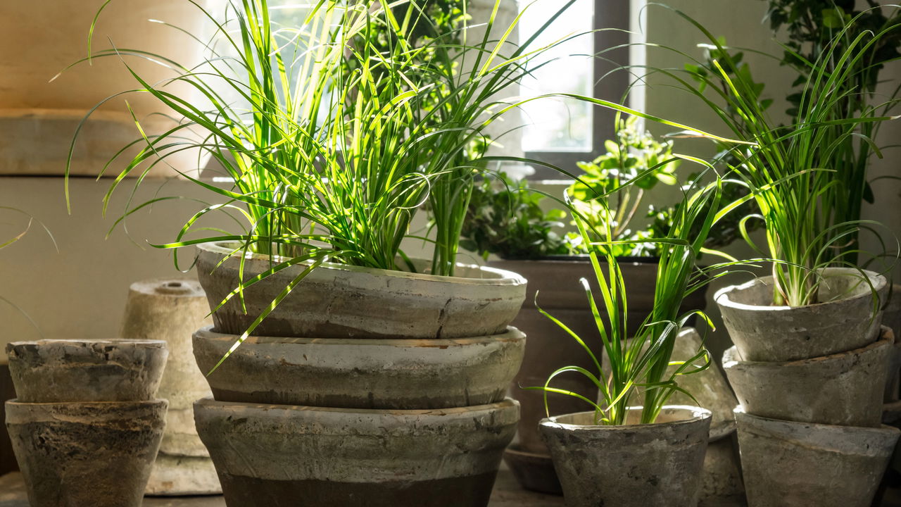 5 plantas não morrem fácil e são ótimas para decorar