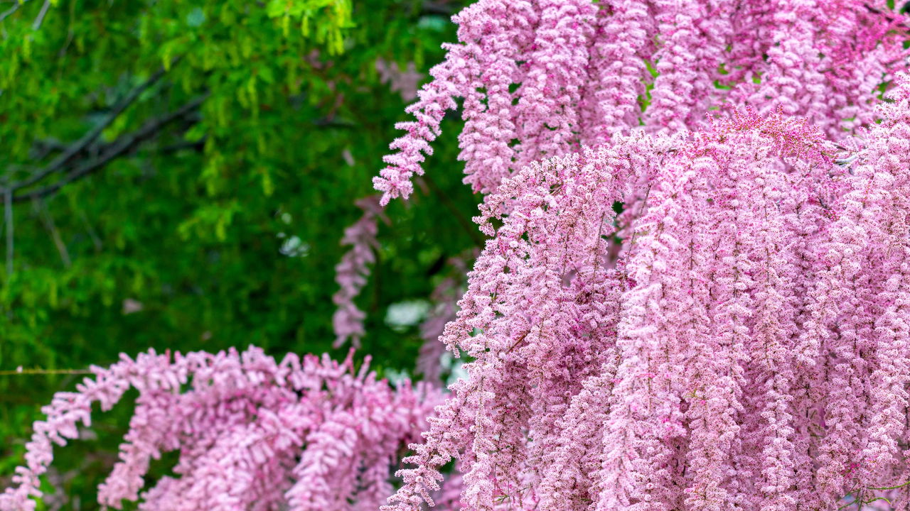 Faça suas plantas florirem em apenas 30 dias