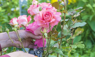 Essa técnica deixa suas flores maiores e por mais tempo